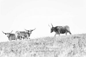 Longhorns {The Romantics of Cattle}