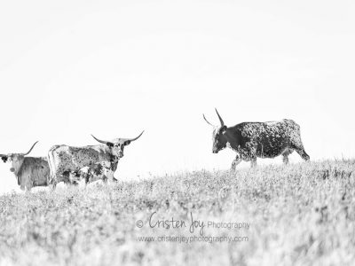 Longhorns {The Romantics of Cattle}