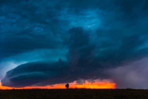 Looming Storm {Baby buffalo}