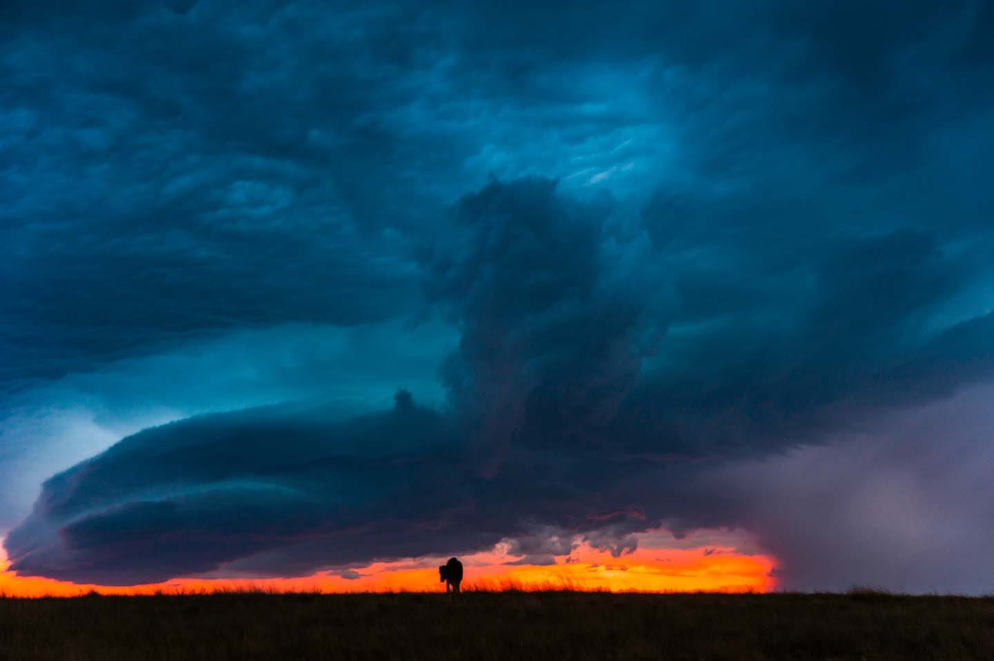 You are currently viewing Looming Storm {Baby buffalo}