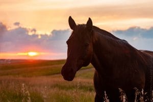 Read more about the article Sunset on the Prairie {Sky & Horses}