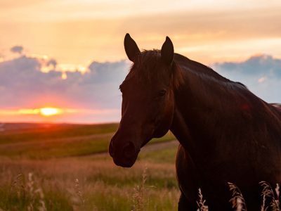 Sunset on the Prairie {Sky & Horses}