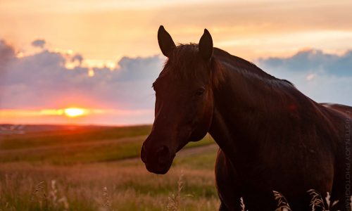 Sunset on the Prairie {Sky & Horses}