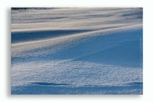 Beauty in the Snow