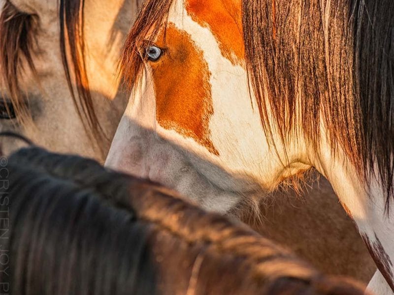 Blue Eyes 5×7 Matted Print