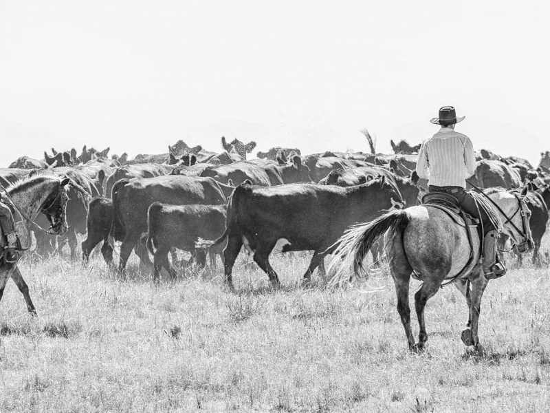 Roundup 4×8 Matted Print