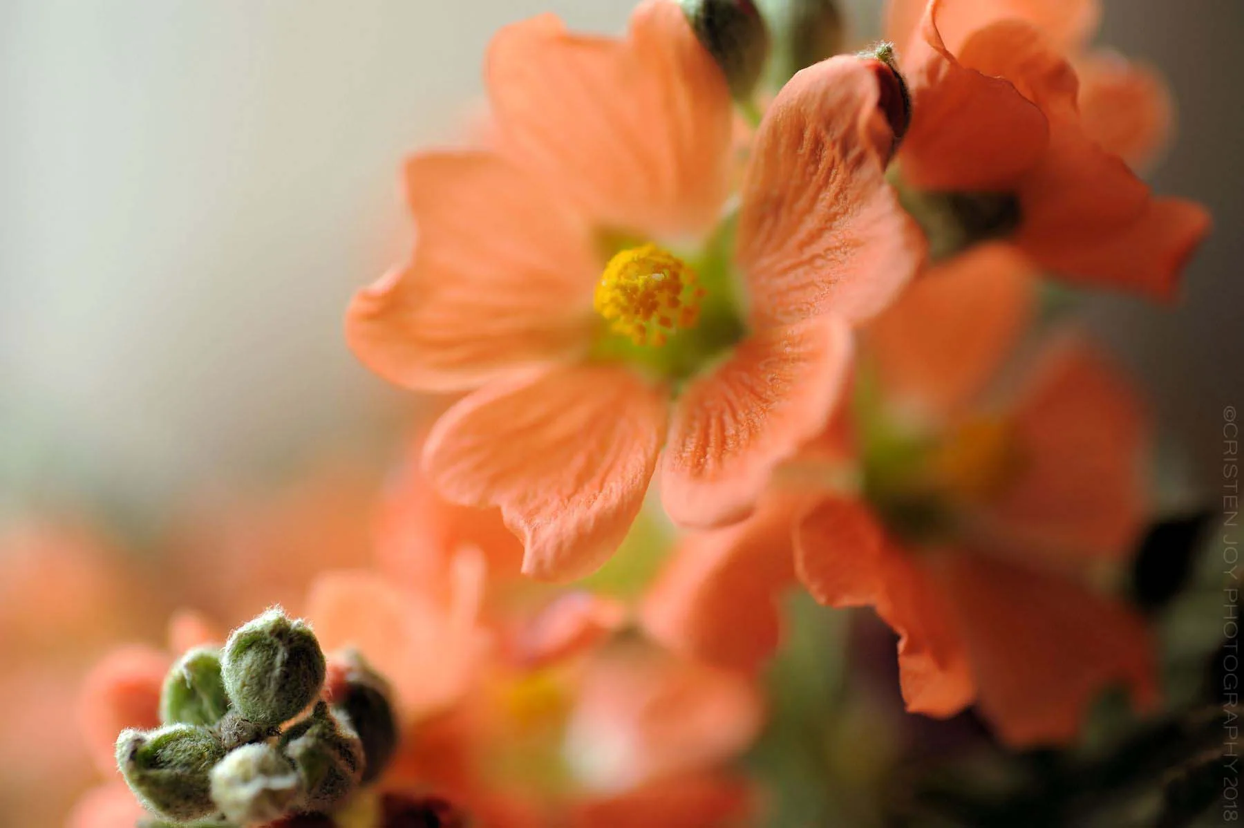 Scarlet Globemallow Custom Print