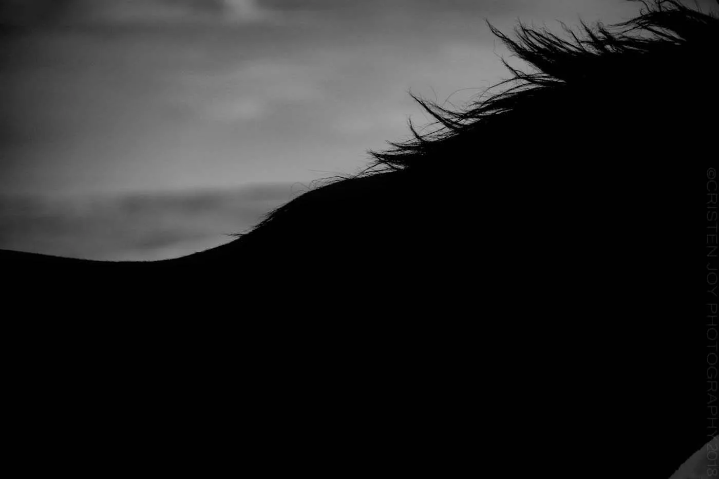 Shadow's Silhouette 5x7 Matted Print - Image 2