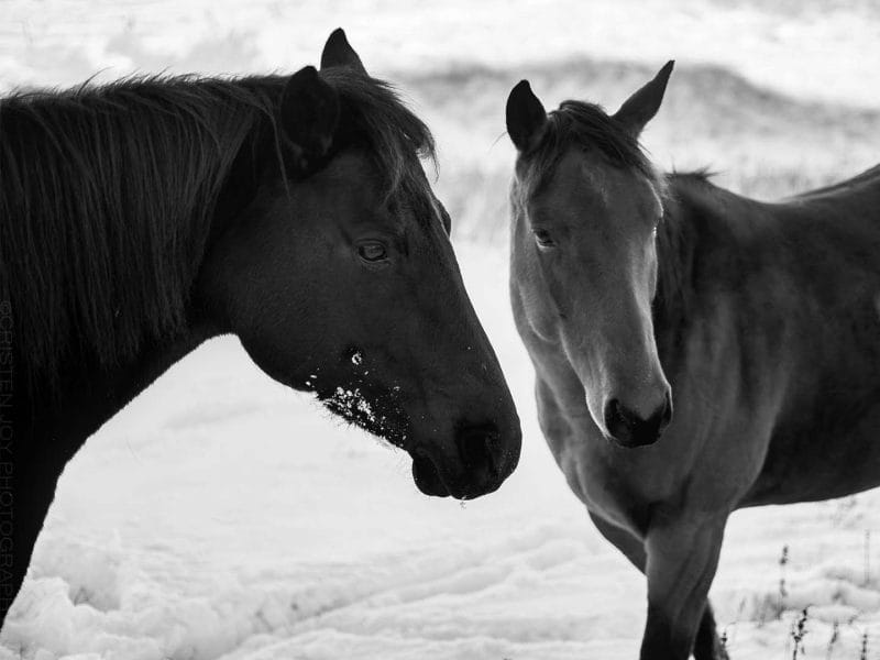 The Mares Framed Mini Canvas Print