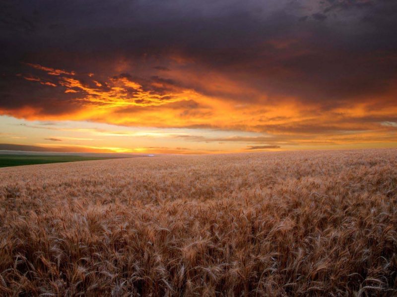 Wheat Field at Sunset Framed Mini Canvas Print