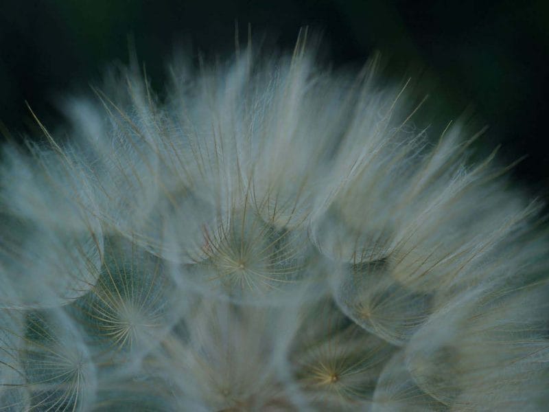 Yellow Salsify Framed Mini Canvas Print