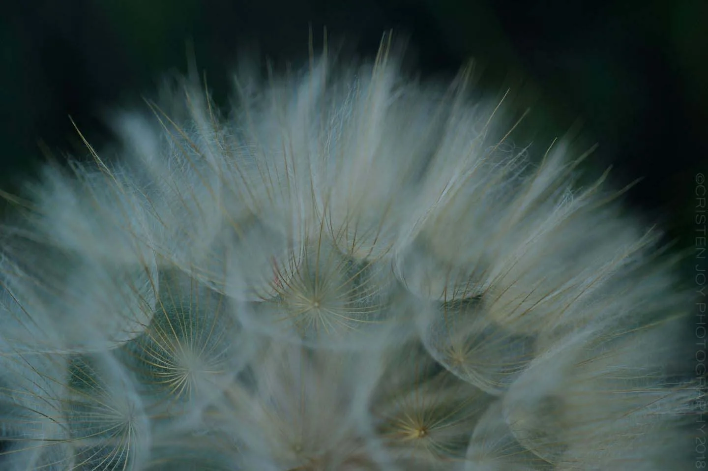 Yellow Salsify Custom Print
