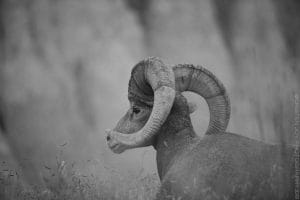 Big Horns in the Badlands