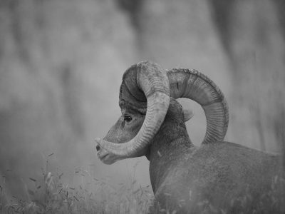Big Horns in the Badlands