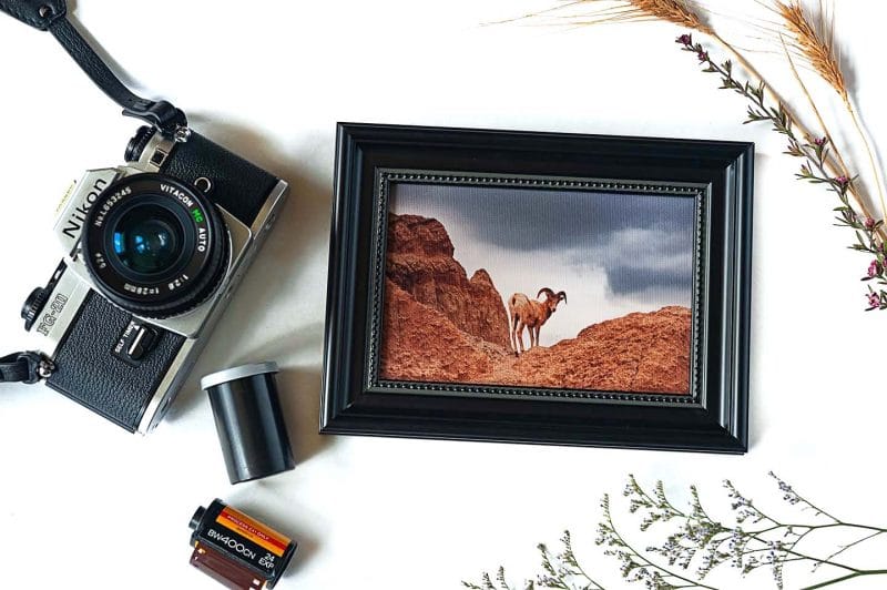 Catch Me if You Can! Framed Mini Canvas Print
