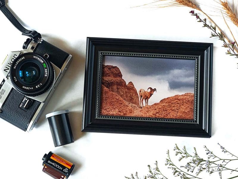 Catch Me if You Can! Framed Mini Canvas Print