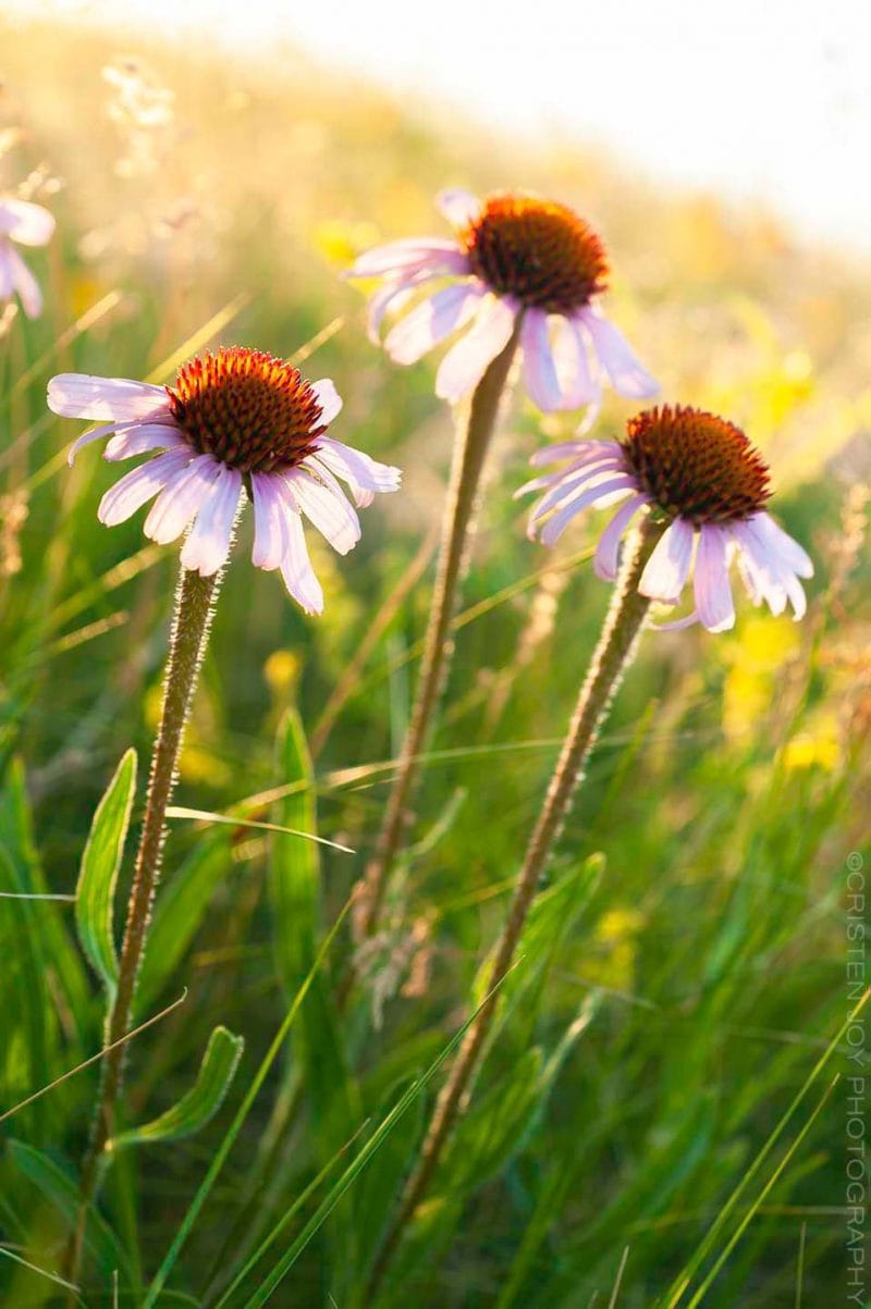 Coneflowers Custom Print