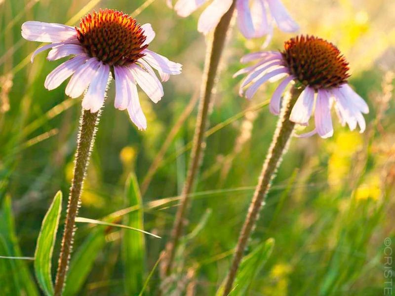 Coneflowers Custom Print