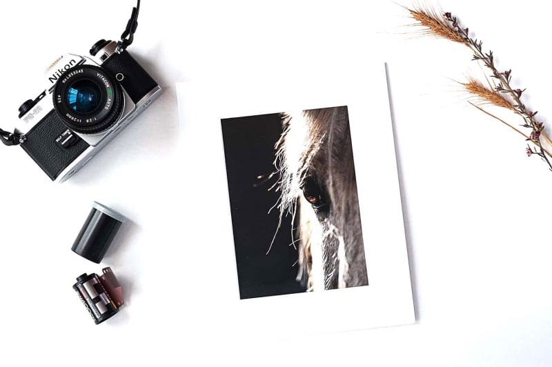 Gentle Gaze 5x7 Matted Print