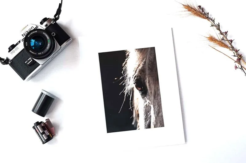 Gentle Gaze 5x7 Matted Print