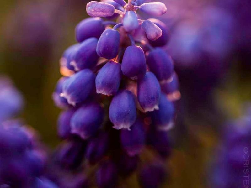 Grape Hyacinth Custom Print