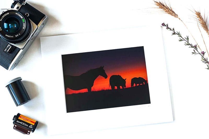 Into the Sunset 5x7 Matted Print