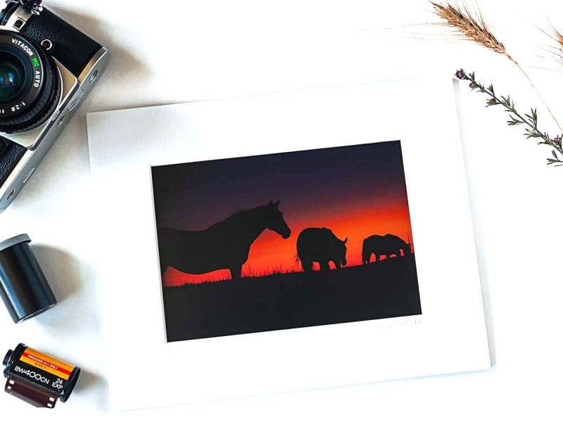 Into the Sunset 5×7 Matted Print