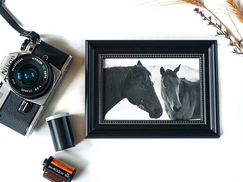 The Mares Framed Mini Canvas Print