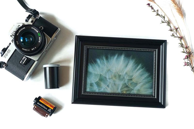 Yellow Salsify Framed Mini Canvas Print