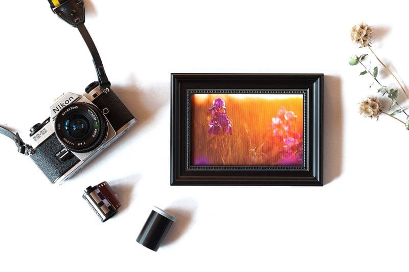 Light in the Garden Framed Mini Canvas Print