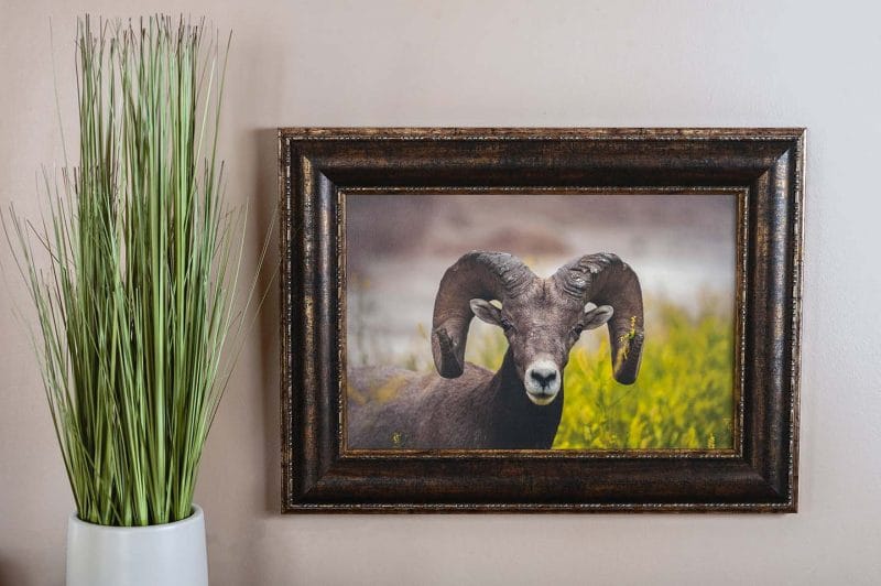 A Little Bling 10 x 15 Framed Giclee Canvas
