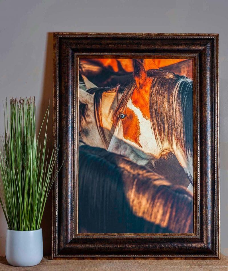 Blue Eyes 16x24 Framed Giclee Canvas