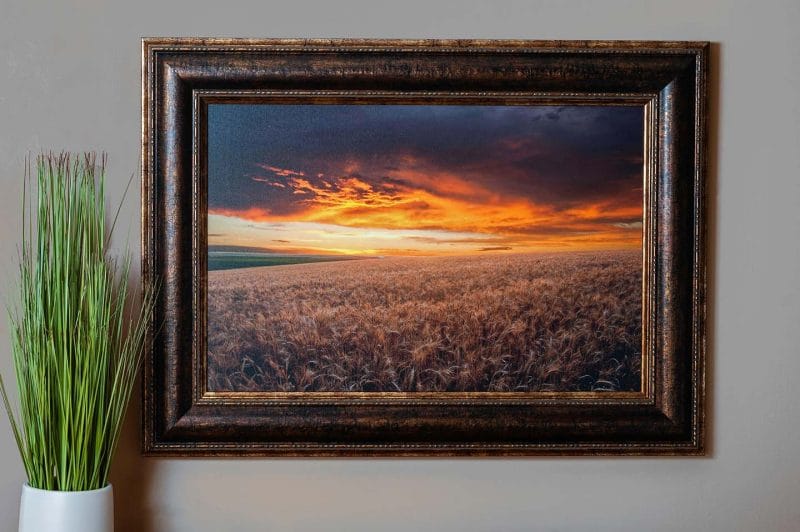 Wheat Field at Sunset 16x24 Framed Giclee Canvas