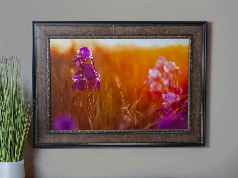 Light in the Garden 16×24 Framed Lustre Print