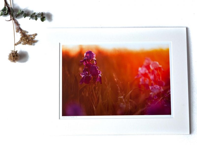 Light in the Garden 8×12 Matted Print