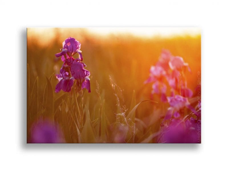 Light in the Garden Framed Mini Canvas Print