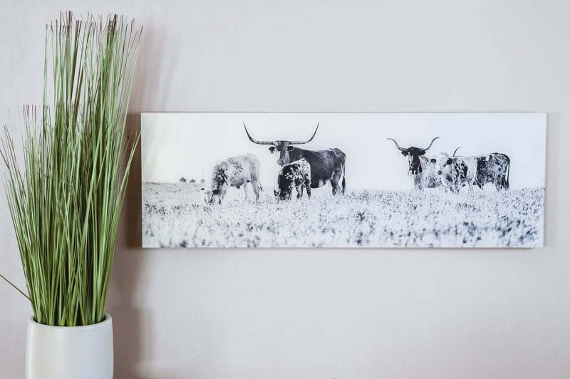 Longhorn 10x24 Acrylic Glass Print