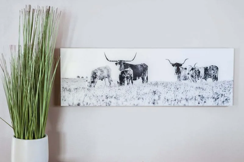 Longhorn 10x24 Acrylic Glass Print