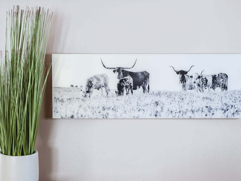 Longhorn 10×24 Acrylic Glass Print