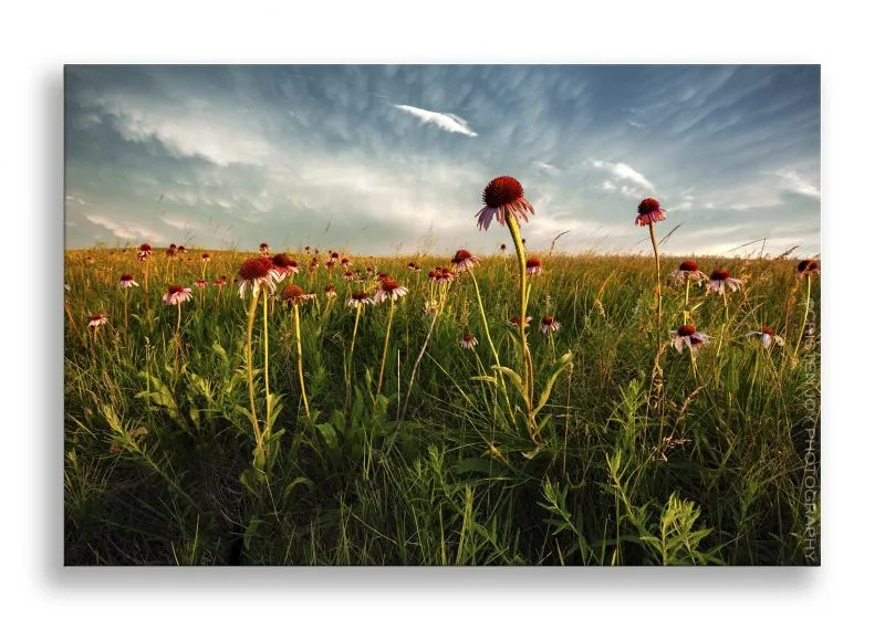 Rejoicing Custom Print