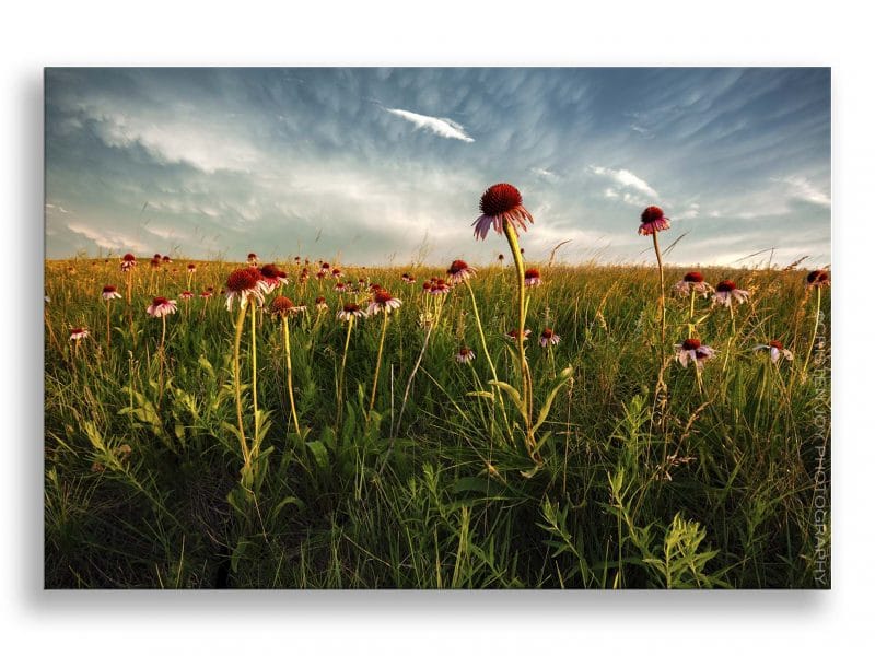 Rejoicing Framed Mini Canvas Print