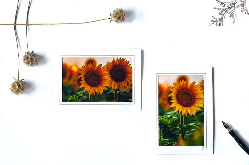 Sunflower Notecard Collection