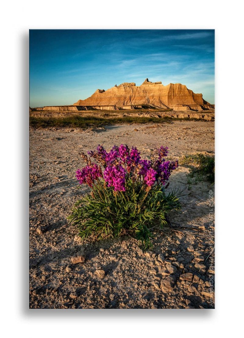 Vibrant Beauty Custom Print