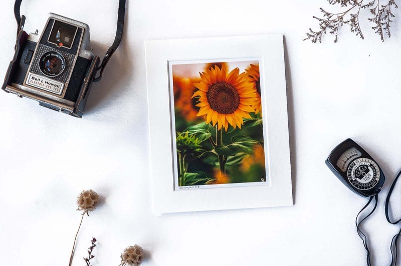 Blazing Sun 5x7 Matted Print