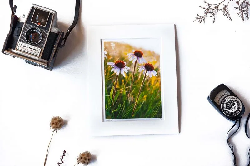 Coneflowers 5x7 Matted Print