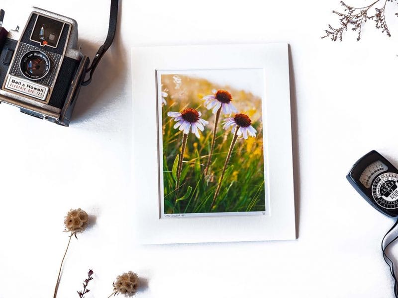 Coneflowers 5×7 Matted Print