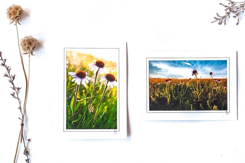 Prairie Coneflower Notecard Collection