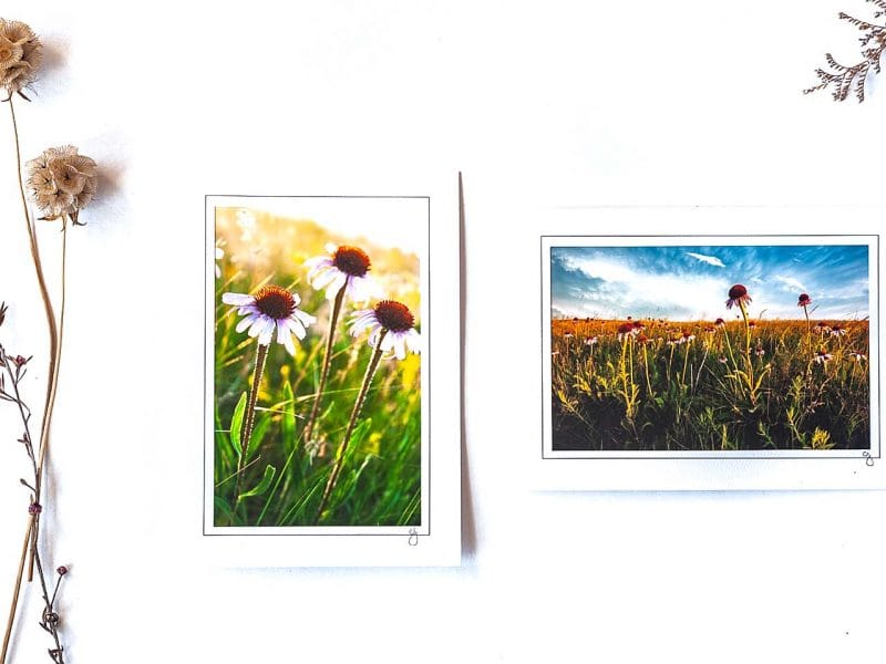 Prairie Coneflower Notecard Collection