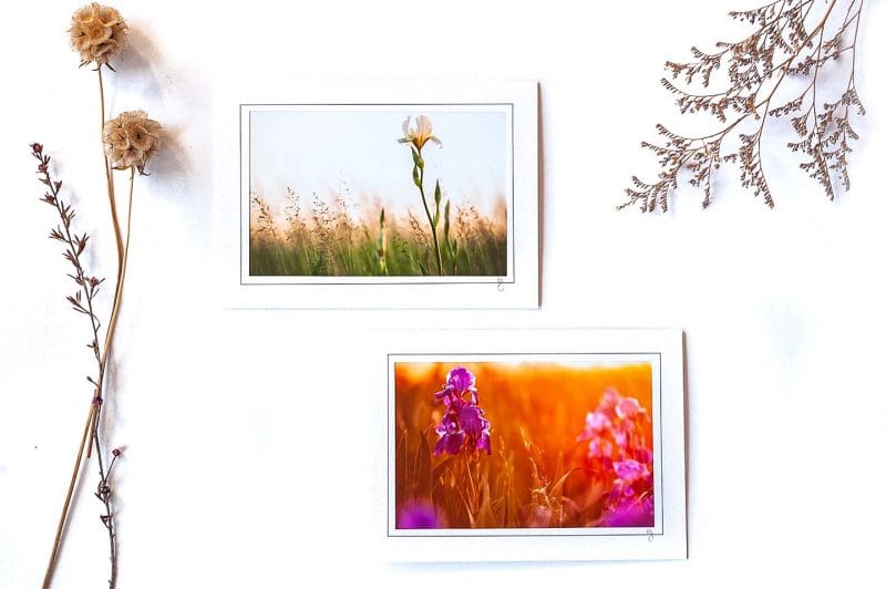 Iris Notecard Collection