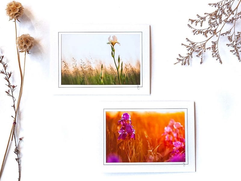 Iris Notecard Collection